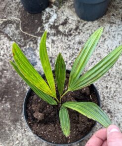 Trachycarpus nanus x ukhrulensis big plant nr 2