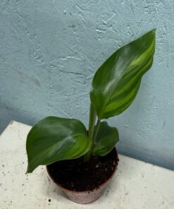 Strelitzia reginae variegated nr 3