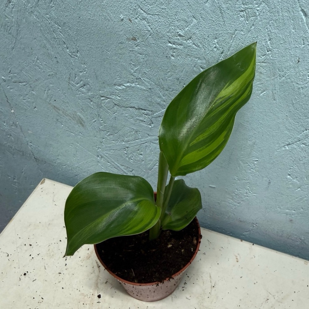 Strelitzia reginae variegated nr 3