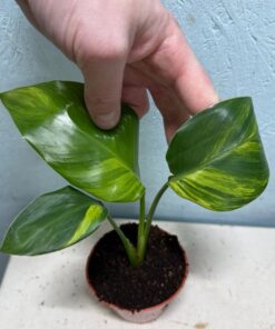 Strelitzia reginae aurea variegated nr 4