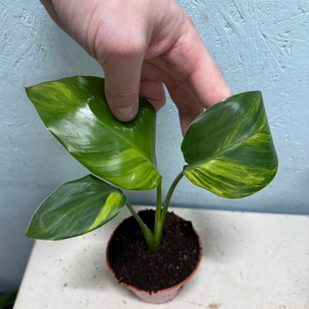 Strelitzia reginae aurea variegated nr 4