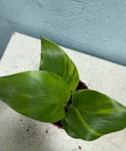 Alternative view of Strelitzia reginae variegated nr 6