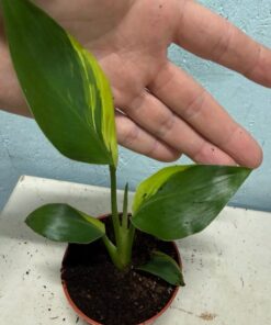 Strelitzia reginae aurea variegated nr 7