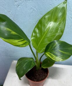 Strelitzia nicolai aurea variegated nr 50