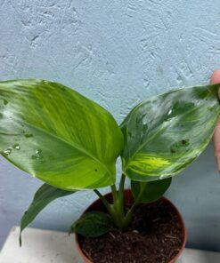 Strelitzia nicolai aurea variegated nr 51