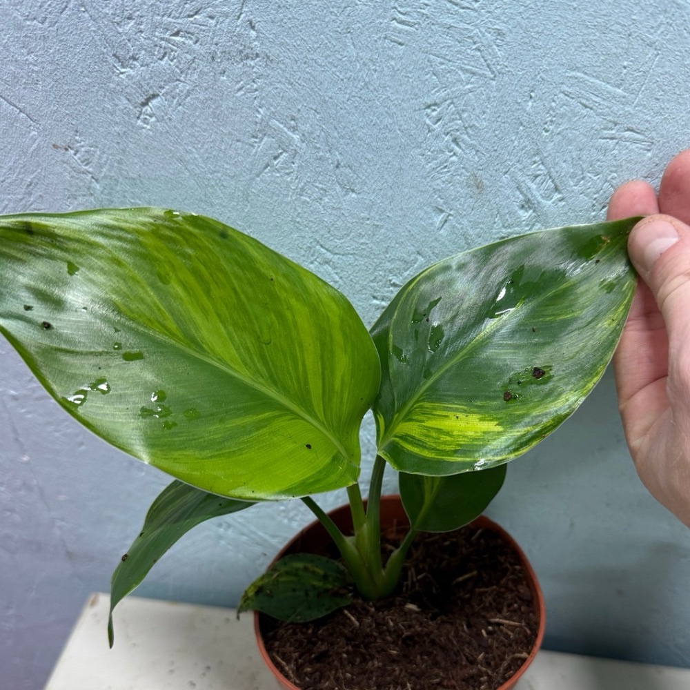 Strelitzia nicolai aurea variegated nr 51