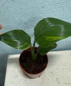 Strelitzia nicolai aurea variegated nr 53