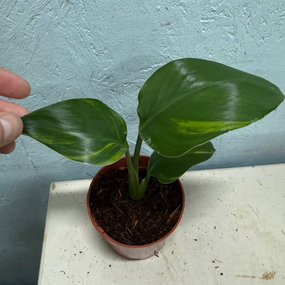 Strelitzia nicolai aurea variegated nr 53