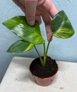 Alternative view of Strelitzia reginae aurea variegated nr 4