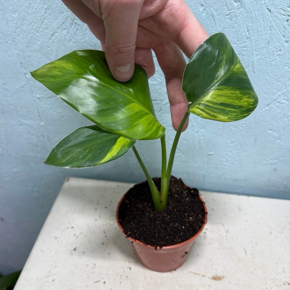 Strelitzia reginae aurea variegated nr 4 - Image 2