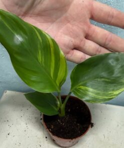 Strelitzia reginae aurea variegated nr 5