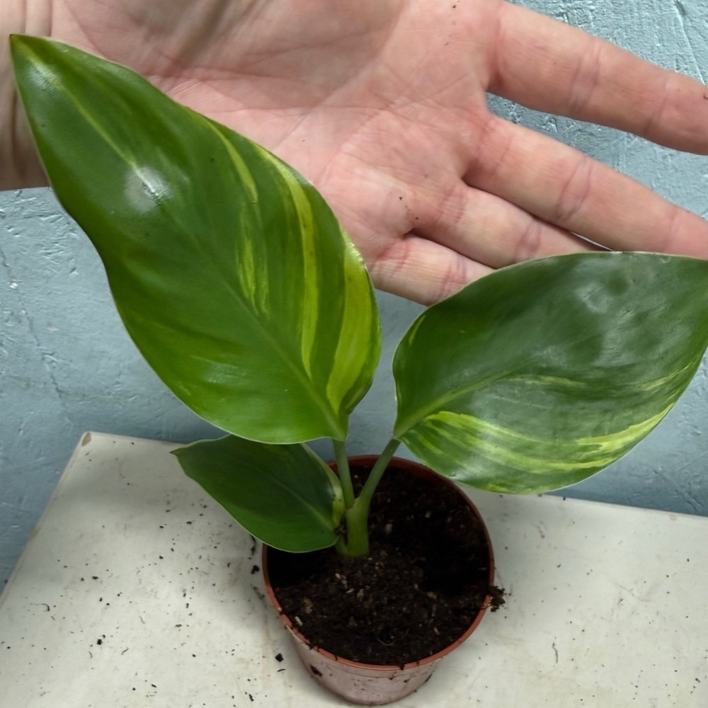 Strelitzia reginae aurea variegated nr 5