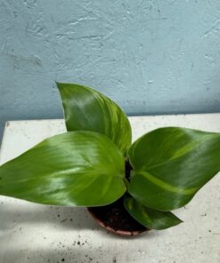 Strelitzia reginae variegated nr 6