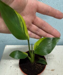 Alternative view of Strelitzia reginae aurea variegated nr 7