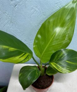 Alternative view of Strelitzia nicolai aurea variegated nr 50