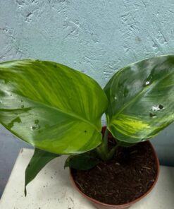 Alternative view of Strelitzia nicolai aurea variegated nr 51