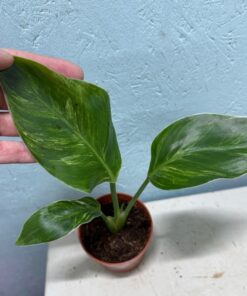 Strelitzia nicolai mint variegated nr 52