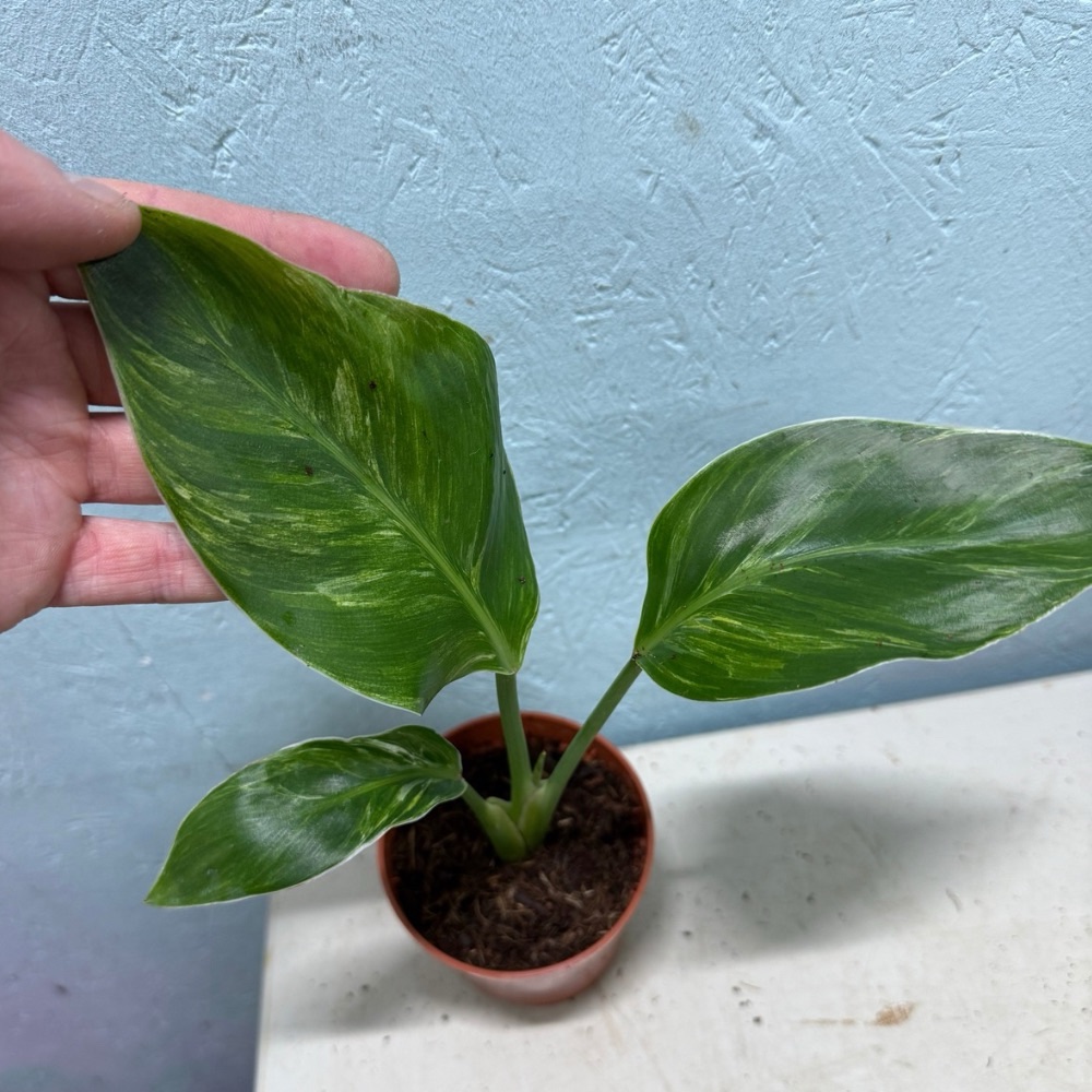 Strelitzia nicolai mint variegated nr 52