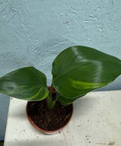 Alternative view of Strelitzia nicolai aurea variegated nr 53