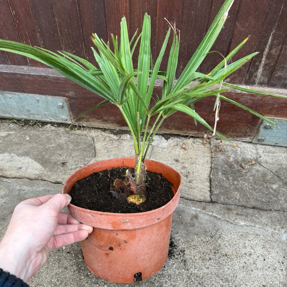 Trachycarpus kumaon x naggy big plant - Image 2