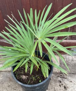 Trachycarpus nanus x princeps hybrid big plant