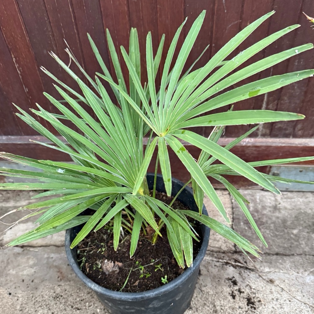 Trachycarpus nanus x princeps hybrid big plant