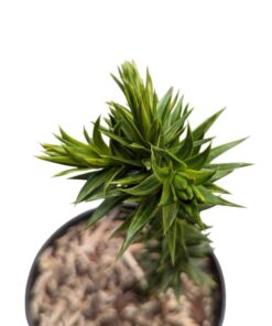 Alternative view of Araucaria araucana variegated