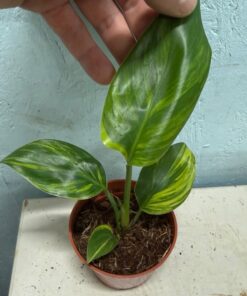 Strelitzia nicolai aurea variegated nr 54