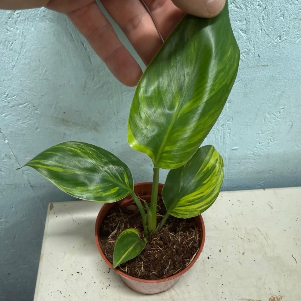 Strelitzia nicolai aurea variegated nr 54