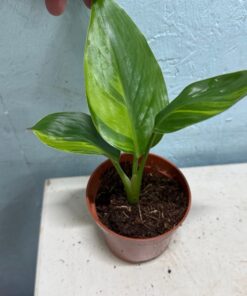 Alternative view of Strelitzia nicolai aurea variegated nr 56