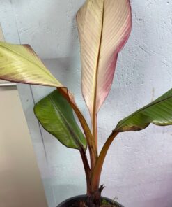 Ensete maurelii white ghost