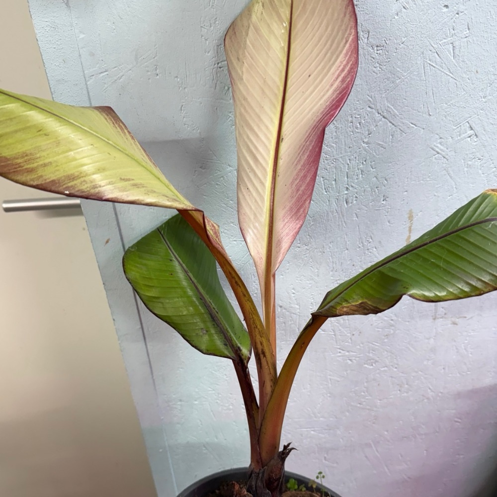 Ensete maurelii white ghost
