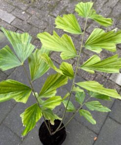 Alternative view of caryota maxima himalaya xl plant
