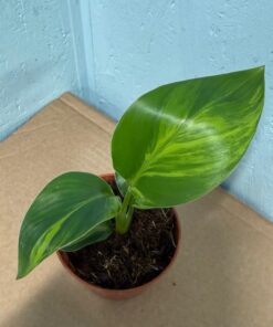 Alternative view of Strelitzia nicolai aurea variegated nr 57