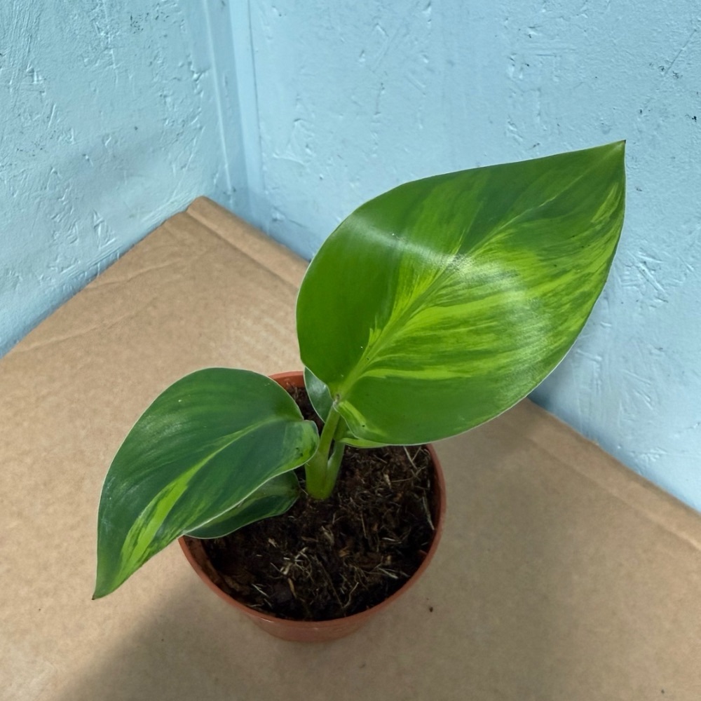 Strelitzia nicolai aurea variegated nr 57 - Image 2