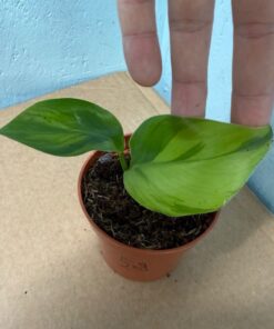 Strelitzia nicolai aurea variegated nr 58