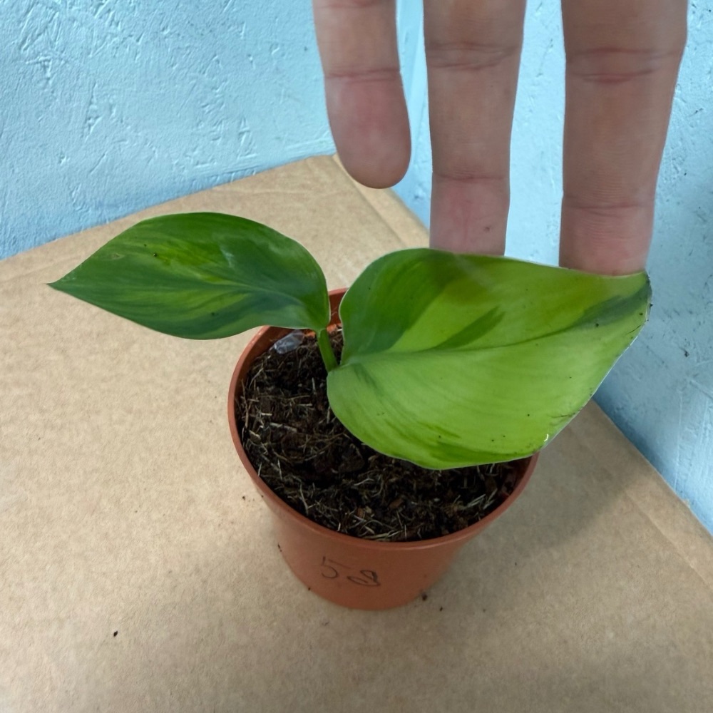 Strelitzia nicolai aurea variegated nr 58