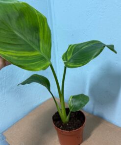 Alternative view of Strelitzia nicolai aurea variegated nr 59