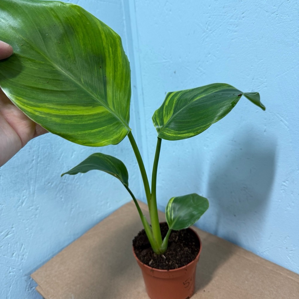 Strelitzia nicolai aurea variegated nr 59 - Image 2