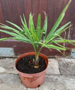 Trachycarpus kumaon x naggy big plant