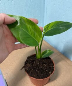 Alternative view of Strelitzia nicolai aurea variegated nr 60