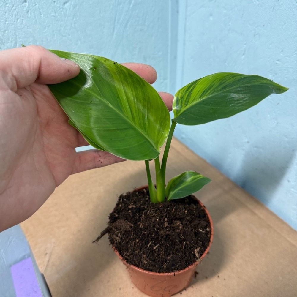 Strelitzia nicolai aurea variegated nr 60 - Image 2