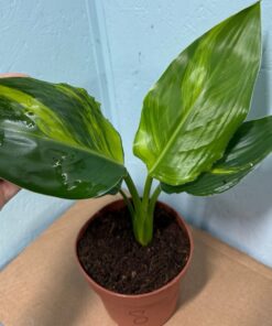 Alternative view of Strelitzia reginae aurea variegated nr 8