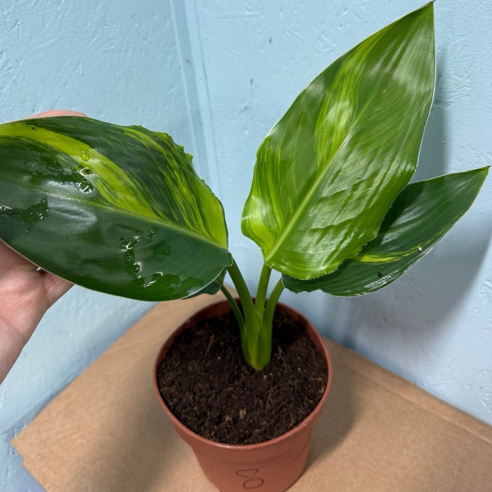 Strelitzia reginae aurea variegated nr 8 - Image 2