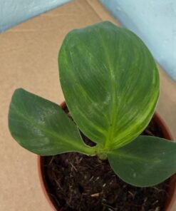 Alternative view of Musa dwarf cavendish variegated nr 1