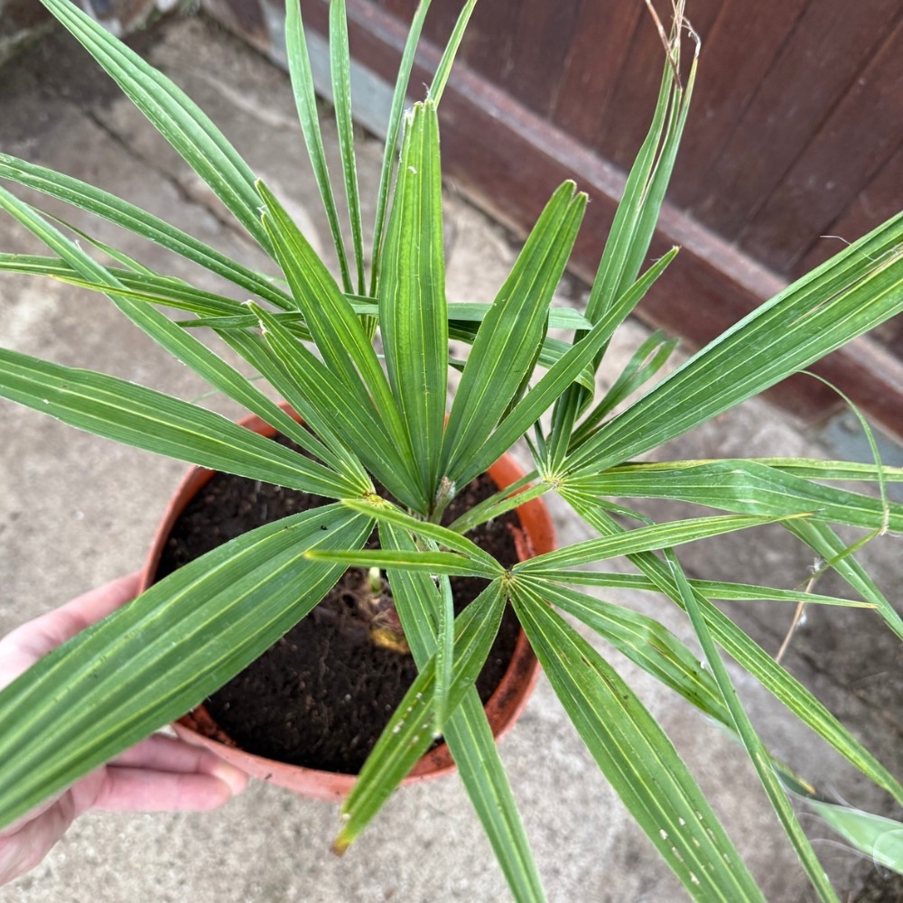 Trachycarpus kumaon x naggy big plant - Image 4