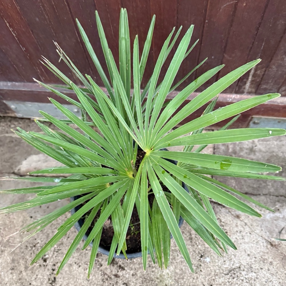 Trachycarpus nanus x princeps hybrid big plant - Image 3