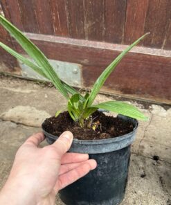 Alternative view of Trachycarpus nanus x ukhrulensis big plant nr 1