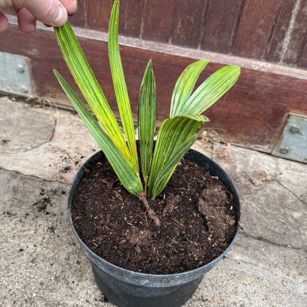 Trachycarpus nanus x ukhrulensis big plant nr 2 - Image 2