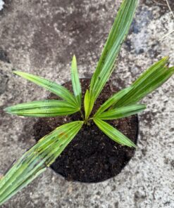 Trachycarpus nanus x ukhrulensis big plant nr 1